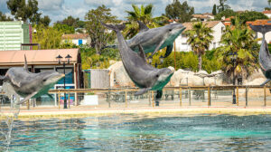 Les dauphins de Marineland