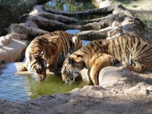 Parcs Animaliers en Provence :  le parc zoologique de Fréjus