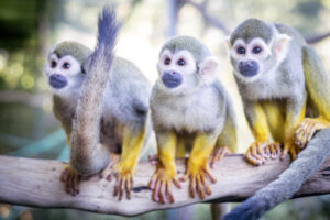 Les singes du Jardin Zoologique Tropical 